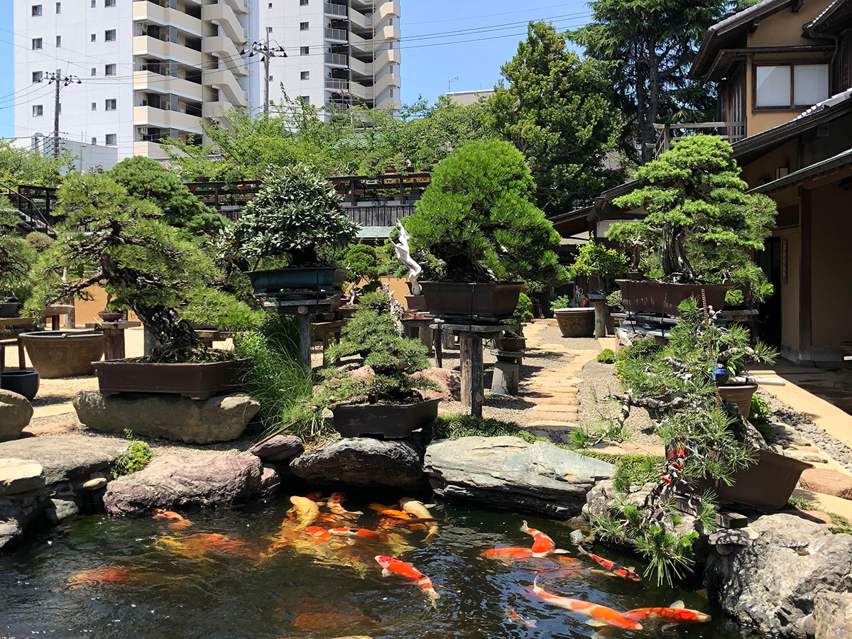 Shunkaen BONSAI Museum_1