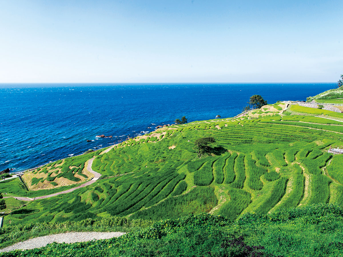 Shiroyone Senmaida Rice Terraces_1