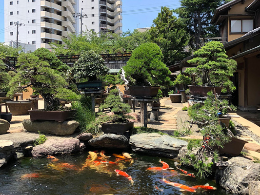 Shunkaen BONSAI Museum