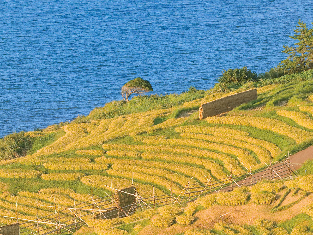 Shiroyone Senmaida Rice Terraces_3
